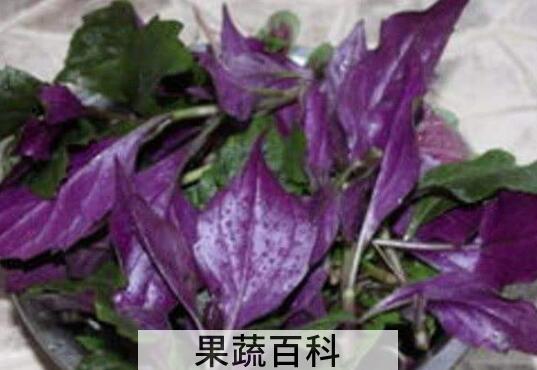紫色的野菜有哪些