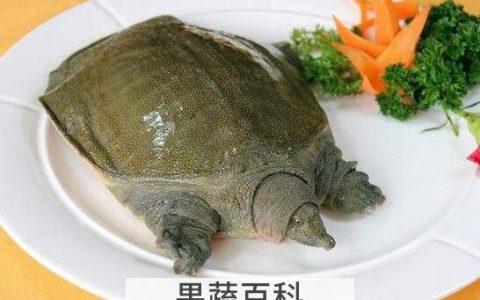 甲鱼的功效与作用及禁忌