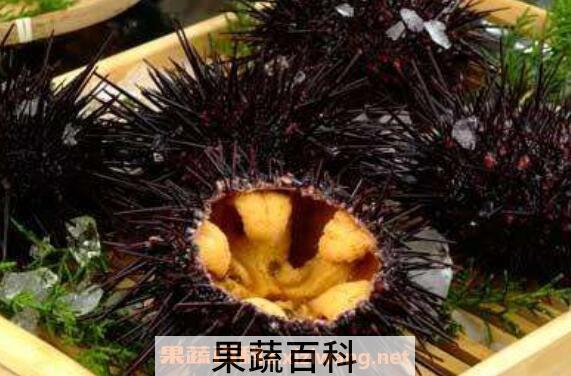 海胆的营养价值 吃海胆的功效作用