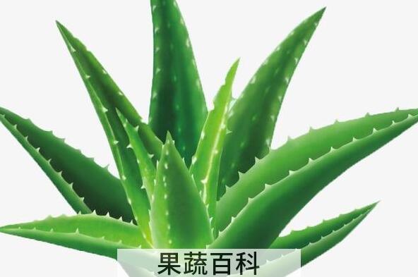 芦荟怎么养殖 养殖芦荟的注意事项