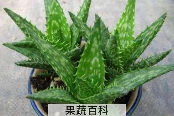 芦荟怎么养殖 养殖芦荟的注意事项