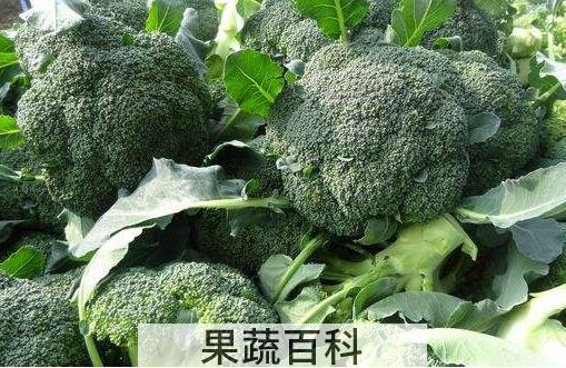 青花菜和白花菜的区别 青花菜的吃法