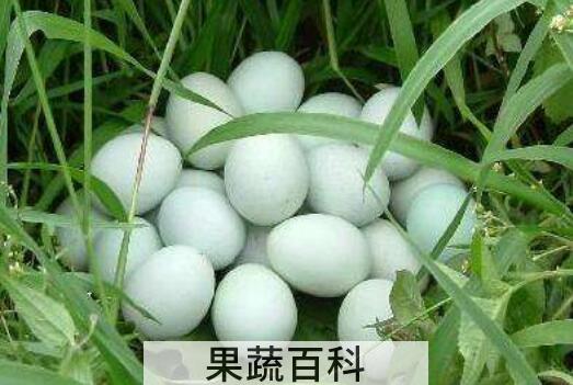 乌鸡蛋对女性的好处 乌鸡蛋不适合什么人吃