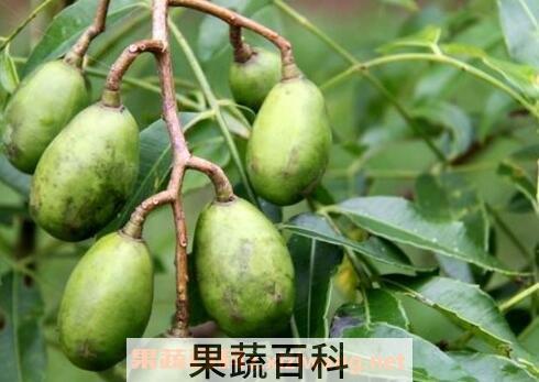 槟榔果的药用价值