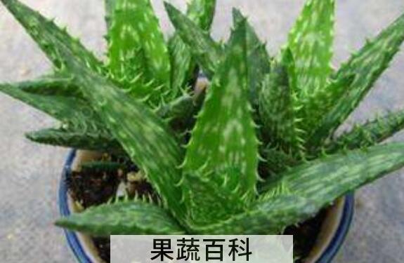 芦荟的功效与作用