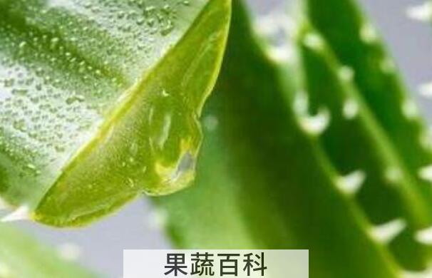 芦荟的功效与作用