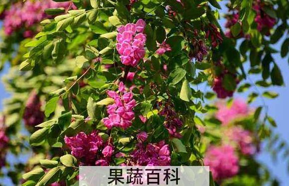 香槐的功效与作用及药用价值