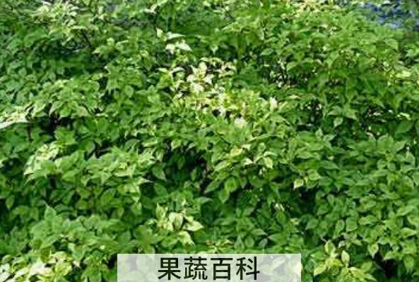 香槐的功效与作用及药用价值