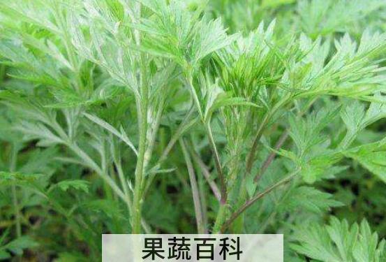 什么样的野蒿子不能吃 野蒿子的吃法