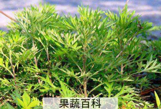什么样的野蒿子不能吃 野蒿子的吃法