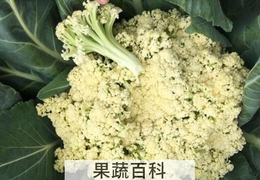 花椰菜和大白菜的区别