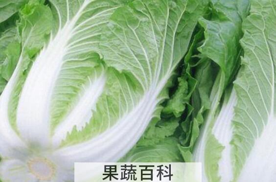 花椰菜和大白菜的区别