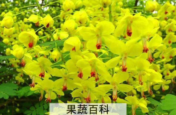 云实花的功效与作用 云实花的药用价值