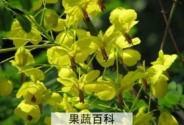 云实花的功效与作用 云实花的药用价值