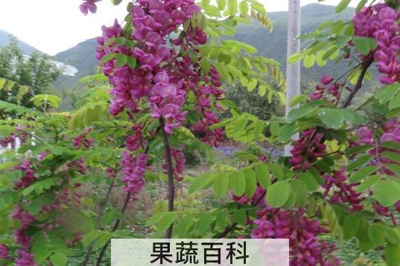 香槐的功效与作用 香槐的药用价值