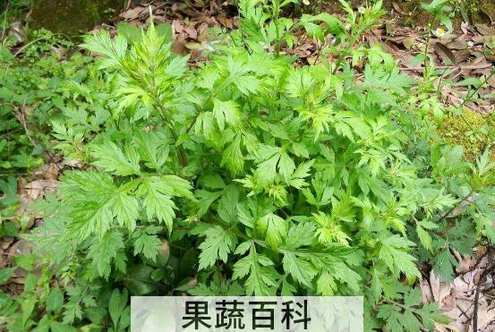 吃野蒿子有什么好处