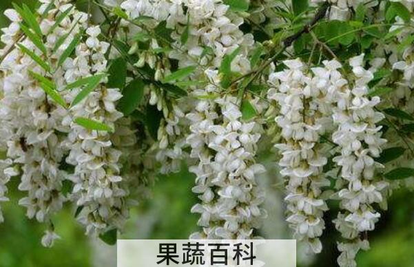 刺槐花泡水的功效与作用