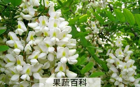 刺槐花泡水的功效与作用