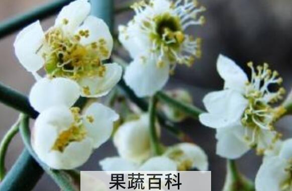 青刺花的功效与作用