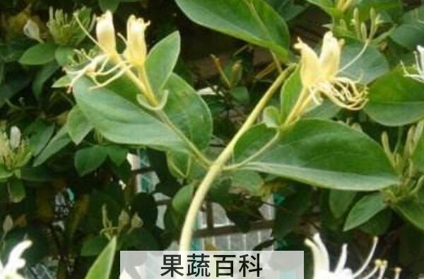 青刺花的功效与作用