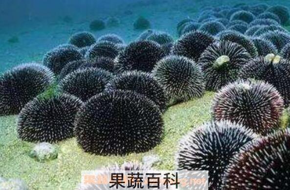 海胆怎么吃图解 海胆的正确吃法