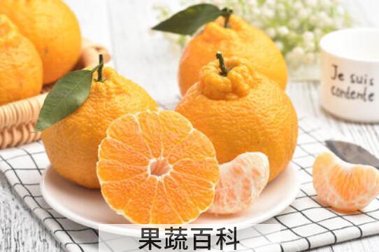 丑橘的营养价值 丑橘的功效与作用