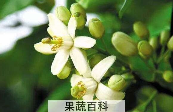 柚子花怎么吃 柚子花的食用方法
