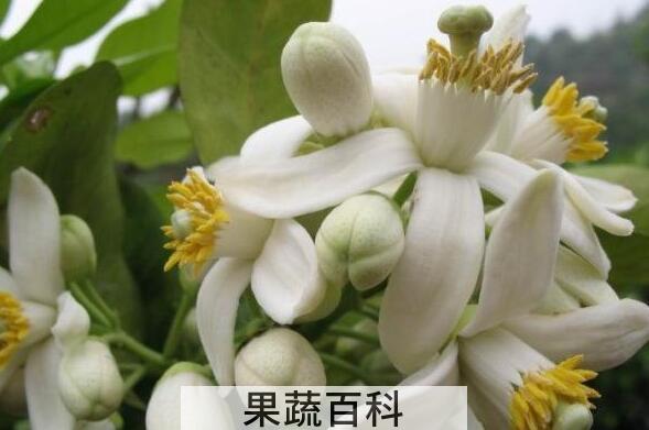 柚子花的食用方法