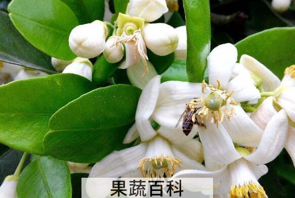 柚花的功效与作用 喝柚子花的禁忌