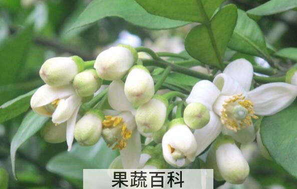 柚花的功效与作用 喝柚子花的禁忌
