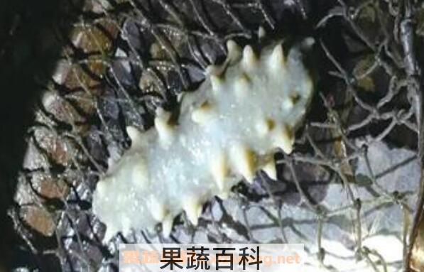 白玉参怎么做好吃 白玉参有什么营养 