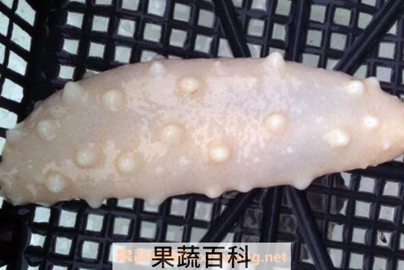 白玉参怎么做好吃 白玉参有什么营养 