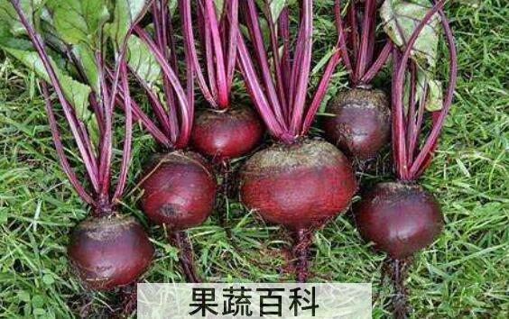 甜菜头的功效与作用 甜菜头的禁忌