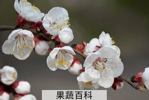 白梅花的功效与作用 白梅花的禁忌