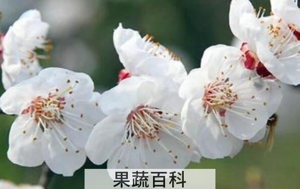 白梅花的功效与作用 白梅花的禁忌