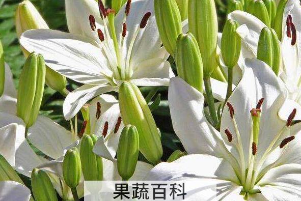 百合花的功效与作用及禁忌