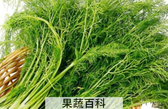 茴香菜的功效与作用 茴香菜的吃法
