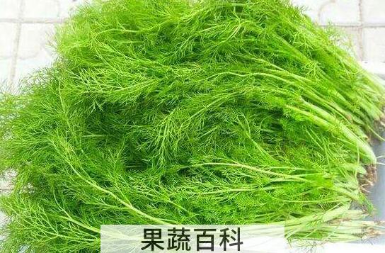 茴香菜的功效与作用 茴香菜的吃法