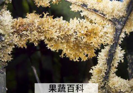 竹燕窝怎么清洗 竹燕窝的清洗方法技巧