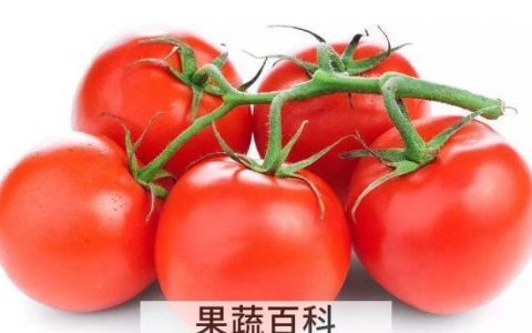 吃什么水果最能减肥 吃什么水果减肥最有效