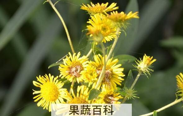 旋覆花的功效与作用 旋覆花的副作用