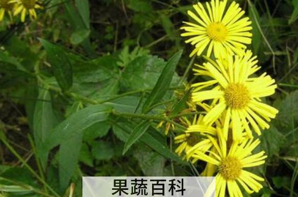 旋覆花的功效与作用 旋覆花的副作用