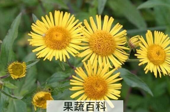 旋覆花汤的功效与作用