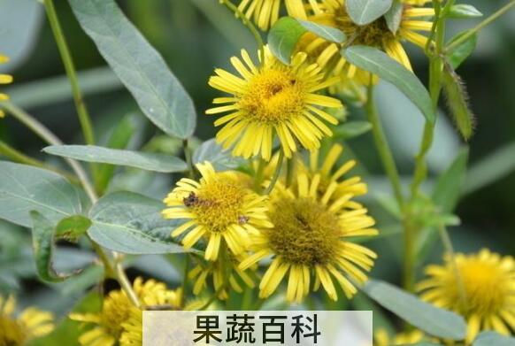 旋覆花汤的功效与作用