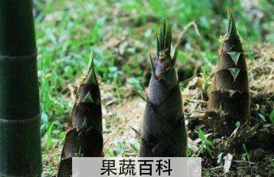笋壳有什么用 竹笋壳的妙用