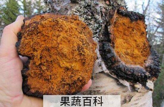 白桦茸的作用和功效 白桦茸的食用方法