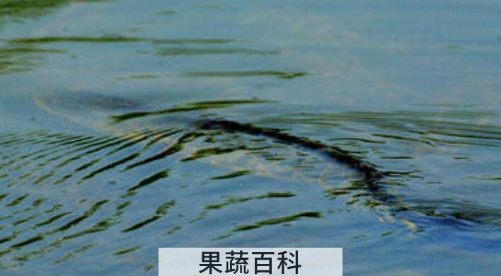 黑鱼什么时候能钓
