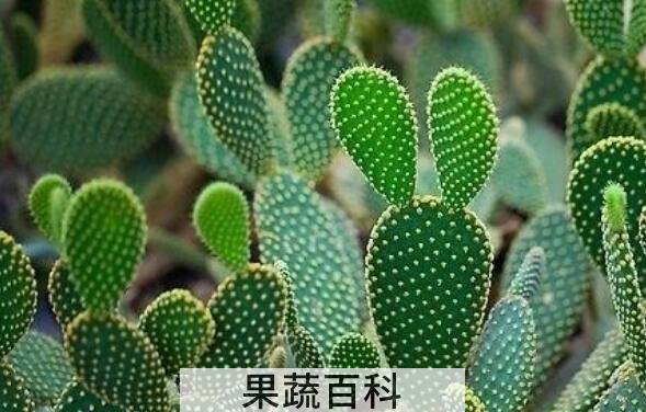 仙人掌外敷的作用与功效
