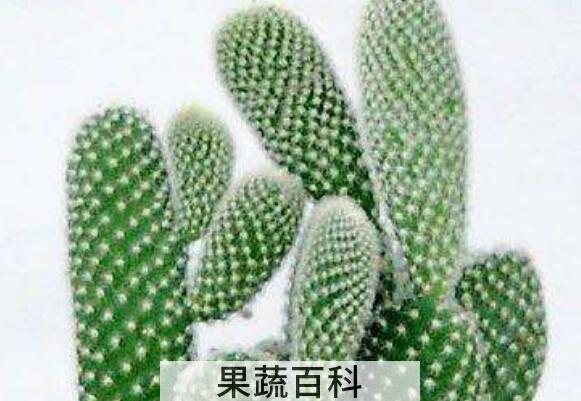 仙人掌加醋有什么功效
