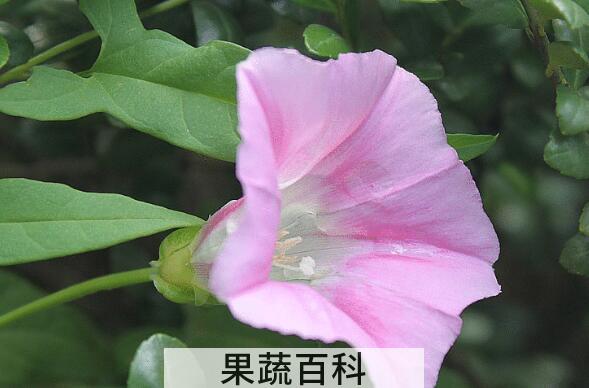 打碗花的药用价值 打碗花怎么食用